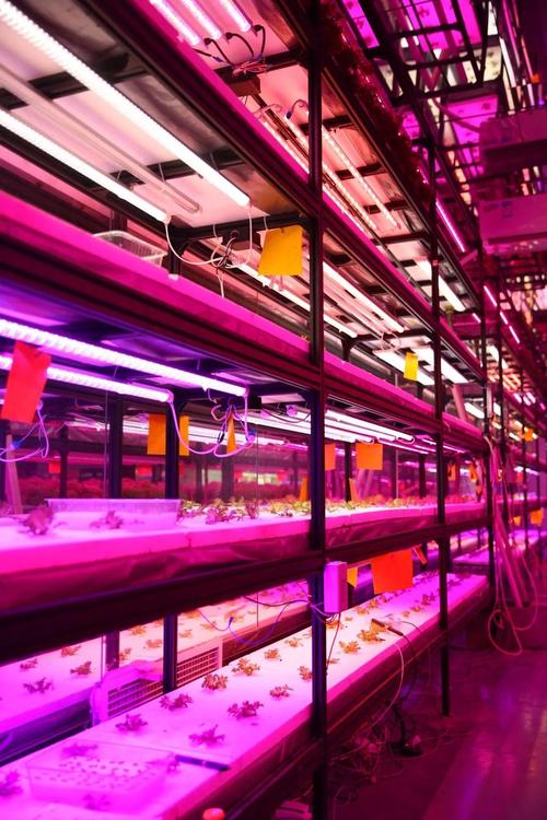 新农民技术贴植物工厂里光的技术